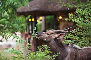 Motswari Private Game Reserve - Timbavati Klaserie Természetvédelmi Magánrezervátum Kültér fotó
